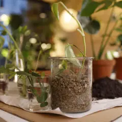 Små sticklingar i glasburkar, en med lecakulor, redo för omplantering. Kanske med lite clonex mist för extra rotning.