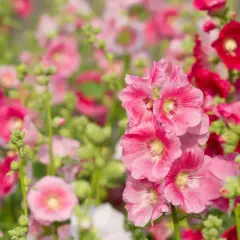 Piękne, różowe i czerwone malwy (hollyhock) kwitnące w ogrodzie.