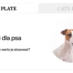 Jack Russell terrier z blistrem tabletek w pysku. Temat: jakie probiotyki dla psa i kiedy je stosować.