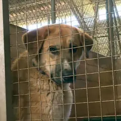 Un perro de pelaje claro mira con tristeza tras los barrotes de una jaula, un triste reflejo de los perros abandonados en España.