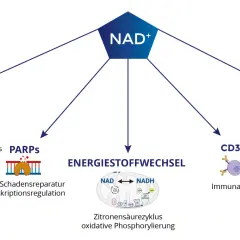 Schema zeigt NAD+ Wirkung auf Sirtuine, PARPS, Energiestoffwechsel (NADH), SARM1 und CD38.