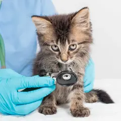 Un vétérinaire examine un chaton aux yeux bleus, peut-être pour une maladie du chat pif. Le chaton est tenu par des mains gantées de bleu.