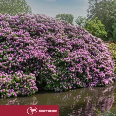 Ogromny, kwitnący rododendron odmiany o fioletowych kwiatach, odbijający się w wodzie.