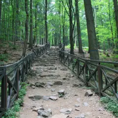 Kamienne schody wijące się przez las w Górach Świętokrzyskich, otoczone drewnianą balustradą.