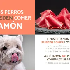Un perro blanco con la lengua fuera mira con deseo unas lonchas de jamón serrano. Los perros sí pueden comer jamón serrano con moderación.