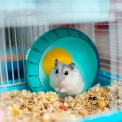 Uroczy chomik domowy w swojej klatce, siedzi obok niebieskiego kołowrotka.