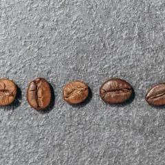 Pięć ziaren kawy na szarym tle. Różnice między arabica a robusta są widoczne w ich kształcie i teksturze.