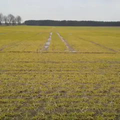 Młody jęczmień na polu, z widocznymi śladami po maszynach i kałużami. W oddali las i drzewa.