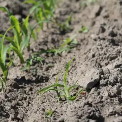 Młode rośliny kukurydzy rosną na polu. Zastosowano nikosulfuron, by chronić je przed chwastami.