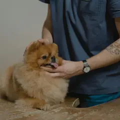 Weterynarz bada małego, puszystego psa rasy pomeranian. Piesek ma wystawiony język, a weterynarz delikatnie głaszcze go po głowie.