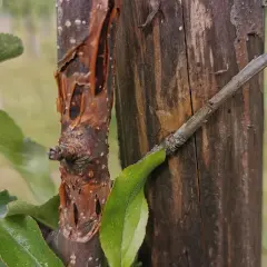 Uszkodzona kora jabłoni, objawy chorób widoczne na pniu.