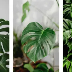 Monstera deliciosa, una de las plantas toxicas para gatos, con sus hojas verdes y fenestradas.