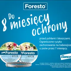 Jak działa obroża na pchły? Poznaj skuteczność i działanie!