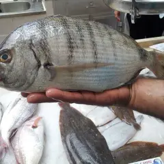 Un sargo, un pescado azul o blanco, es sostenido sobre una cama de hielo junto a otros pescados.