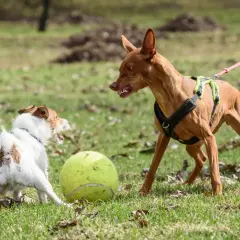 Perro agresivo con otros perros, gruñe a un perro blanco y marrón junto a una pelota de tenis.