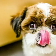 Słodki szczeniak Shih Tzu oblizuje pyszczek. Zastanawiasz się, ile razy dziennie je szczeniak? Ten maluch wygląda na głodnego!