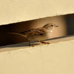 Mały wróbelek siedzi na żółtej belce. Zastanawiasz się, jak odstraszyć wróble? Może ten ptaszek wie?