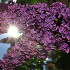 Sonnenschein durchflutet einen Fliederstrauch. Die violetten Blüten sind üppig und duften herrlich. Ein idealer Flieder Standort für sonnige Tage.