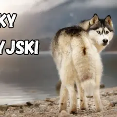 Piękny syberyjski pies z dwukolorowymi oczami spogląda przez ramię na tle jeziora i gór.