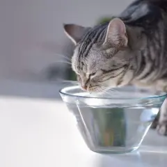 Graue Katze trinkt aus einer Glasschale. Sie hat Durst und trinkt viel Wasser.