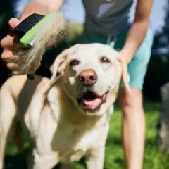 Un cane felice viene spazzolato, liberandosi dalla muta cane eccessiva.