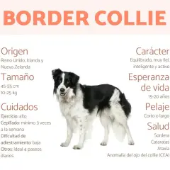 Un border collie negro y blanco, con información sobre su origen, tamaño, cuidados, carácter, esperanza de vida, pelaje y salud.