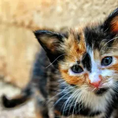 Kiedy kocięta do adopcji? 12 tygodni to klucz do ich zdrowia!