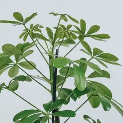 En grön paraplyaralia stickling med många blad som växer uppåt mot en vit bakgrund.