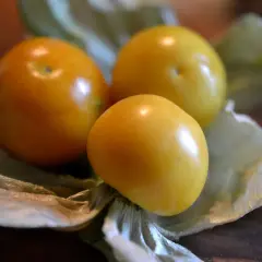Tre gyllene physalisfrukter vilar i sina pappersliknande höljen, redo att odla mer sötma.