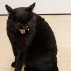 Gato negro con la boca abierta, mostrando sus colmillos y lengua rosada. Parece que tiene tos en gatos.