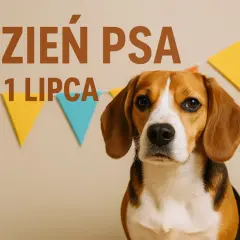 Uroczy beagle czeka na świętowanie Dnia Psa 1 lipca, otoczony kolorowymi chorągiewkami.