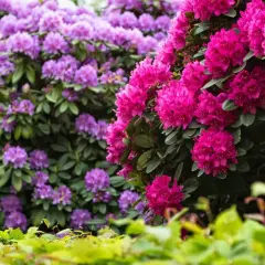 Kwitnące krzewy rododendronów w odcieniach różu i fioletu tworzą malownicze stanowisko.