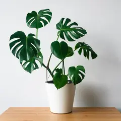 Monstera dla psa: toksyczność, objawy zatrucia i pierwsza pomoc