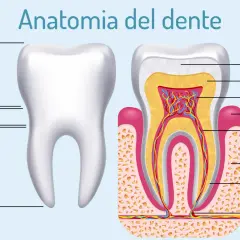 Anatomia del dente: corona, colletto, radice, smalto, dentina, cavità pulpare, gengiva, canale radicolare, osso, cemento, nervi e vasi sanguigni. Illustrazione dei tipi di denti.