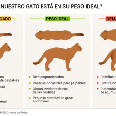 Ilustración compara gatos: delgado, peso ideal y gordo. Aprende cómo saber si mi gato está gordo observando su cuerpo y palpando sus costillas.