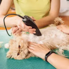 Groomer uses clippers to remove matted cat hair without cutting. A gentle approach to a common problem.