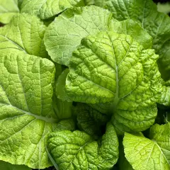 Close-up of vibrant green, textured leaves of Japanese mustard greens, glistening with dew.