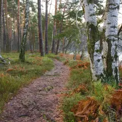 Leśna ścieżka prowadzi do Czarnego Stawu w Niepołomicach. Jak dojechać samochodem? Podążaj za znakami.