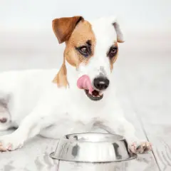 Szczeniak Jack Russell z lizakiem przy pustej misce, zastanawia się, czy karma sucha czy mokra dla szczeniaka będzie lepsza.