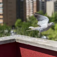 Gołąb próbuje wylądować na parapecie, ale kolce odstraszające gołębie skutecznie mu to uniemożliwiają.