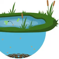 Des lentilles d'eau flottent sur un étang, absorbant les contaminants. L'image montre le processus de dépollution naturelle.