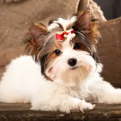 Uroczy york terrier biewer z czerwoną kokardką na głowie leży na drewnianej desce.
