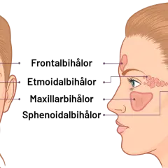 Illustration av bihålorna i ansiktet. Lär dig om bihåleinflammation huskur och hur du kan lindra besvären.