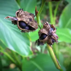 Gousses de canna ouvertes révélant des graines noires, prêtes pour le printemps. Quand semer les graines de canna ?