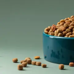 Un cuenco azul lleno de pienso para perros, ideal para criadores de perros que buscan la mejor nutrición.
