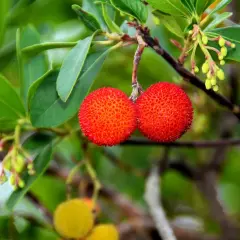 Deux fruits rouges texturés pendent d'une branche d'arbousier, prêts à être cueillis.
