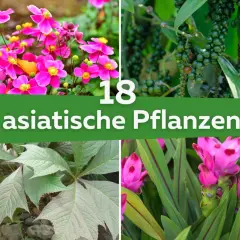 Vier Bilder von asiatischen Pflanzen: rosa Blüten, grüne Pfefferkörner, Blätter und eine pinke Blüte.