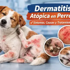 Perro con piel atopica, rascándose intensamente. Muestra inflamación y enrojecimiento. Se aprecian detalles de la dermatitis en círculos.