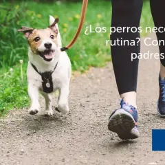 Un perro feliz corre con su dueño, aprendiendo sobre cuidados de perros y rutinas.