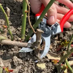 Gartenarbeit im Frühling: Strauchrosen schneiden mit einer Gartenschere. Neue Triebe und Knospen sind bereits sichtbar.